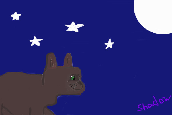 Cat In The Night
