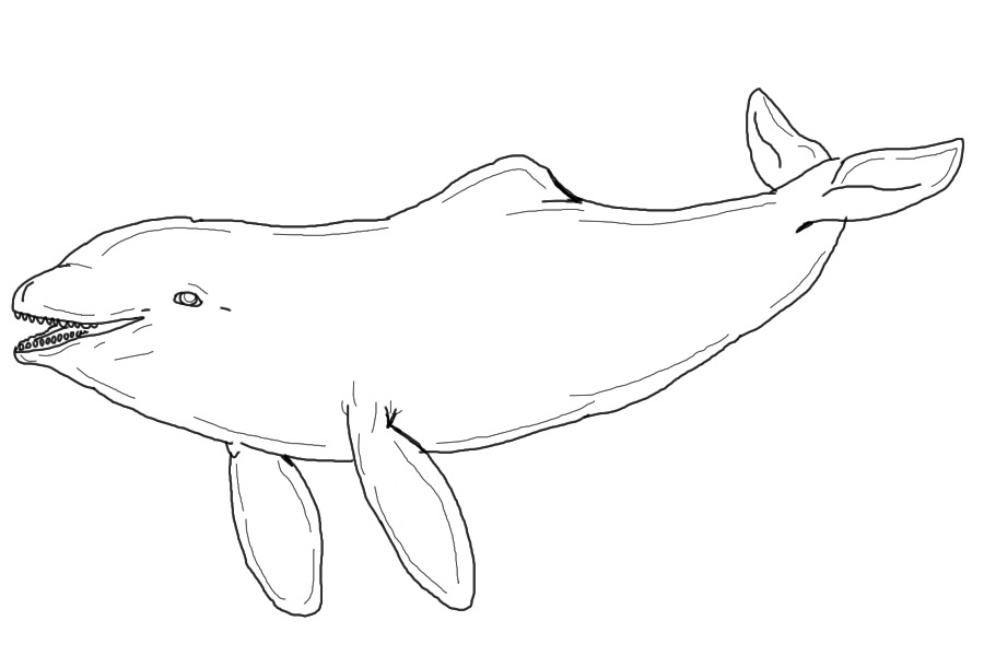 fantasy cetacean 3