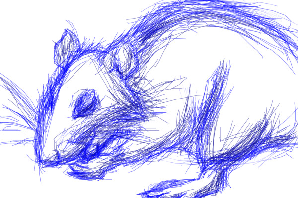 Rat Sketch
