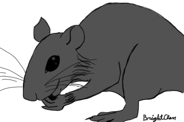 Rat Line-art